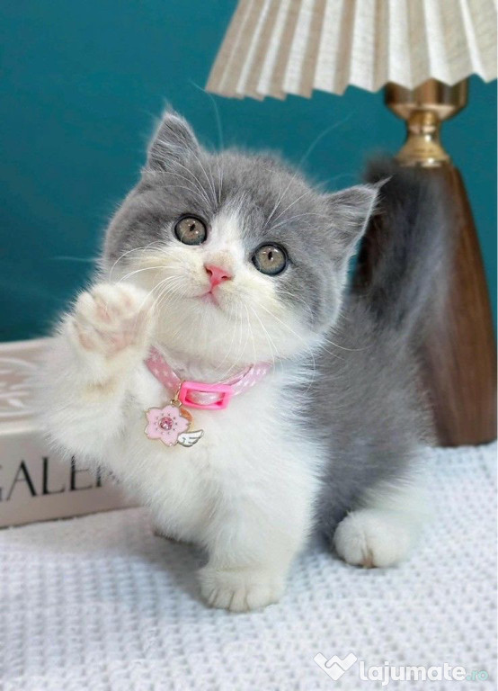 British shorthair puiuți