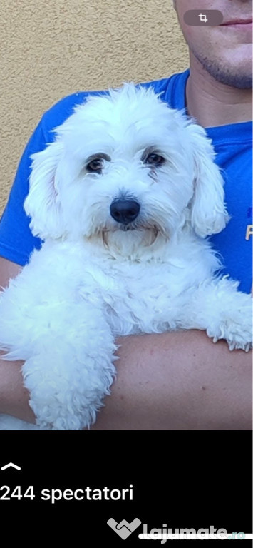 Donez cățelușa BICHON