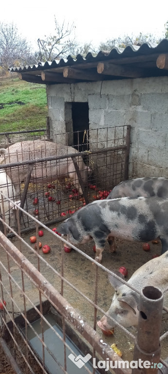 Porci de carne crescuți în gospodarie