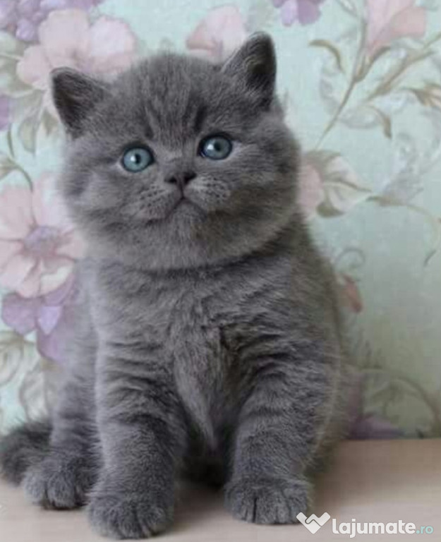 British shorthair Blue