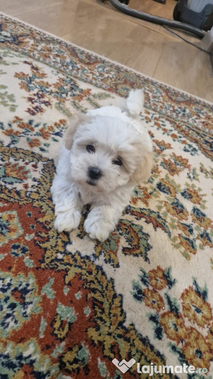 Catei bichoni cautam familie