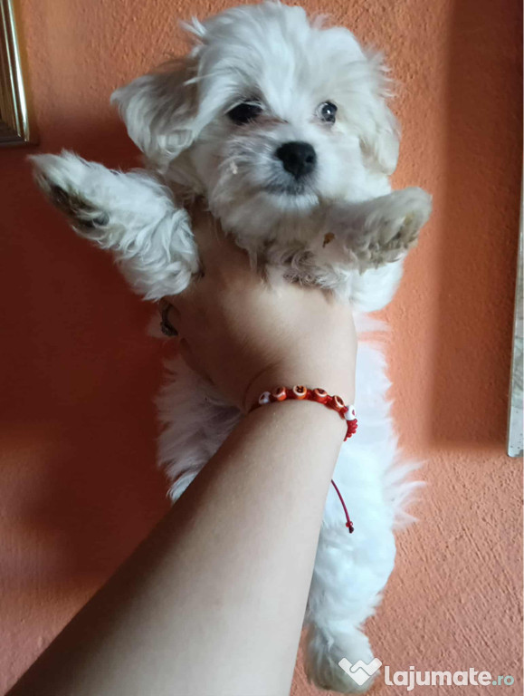 Bichon maltez fetițee