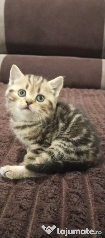 British shorthair puiuți