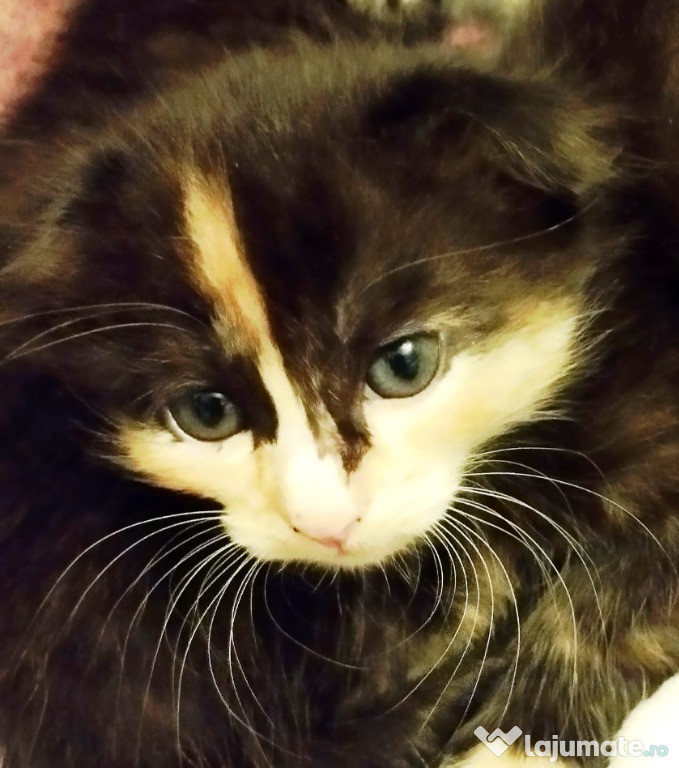 Fetita adorabila Scottish Tortoiseshell cauta Om