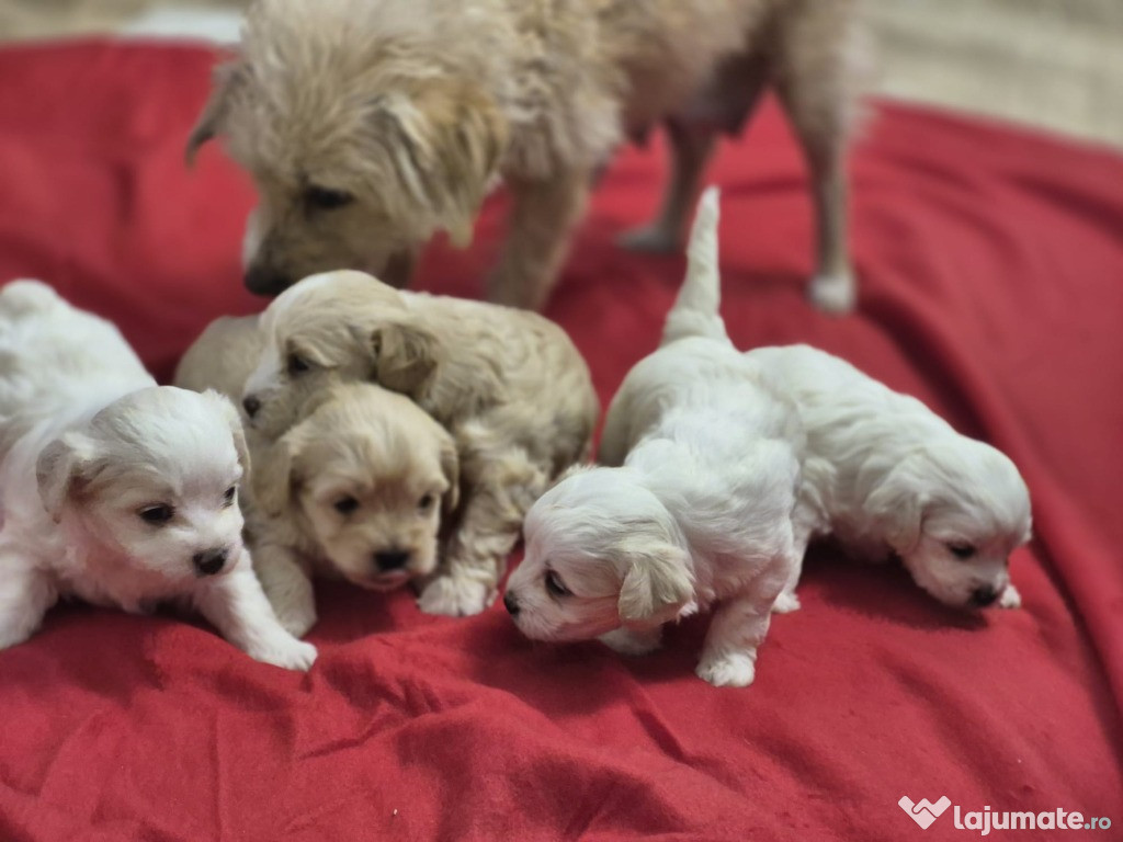 Pui bichon 3 fetițe, 2 băieți