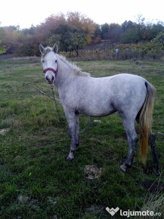 Iapa tânără de 2 ani