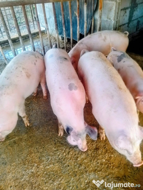 Porci pentru craciun