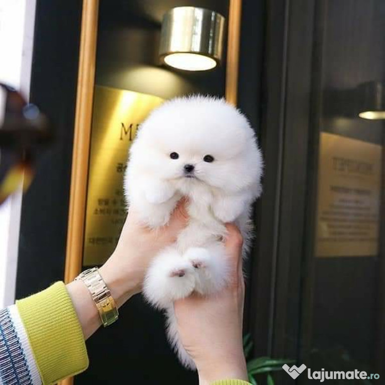 Pomeranian ursulet de talie mica