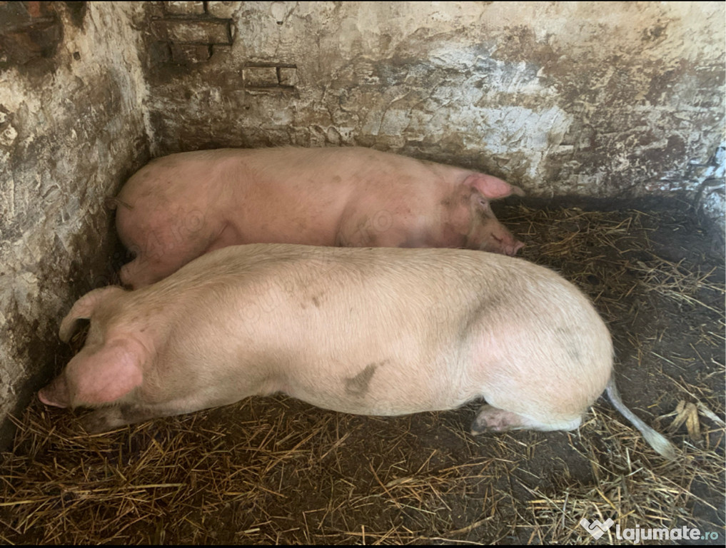 Vând porci sau pachete