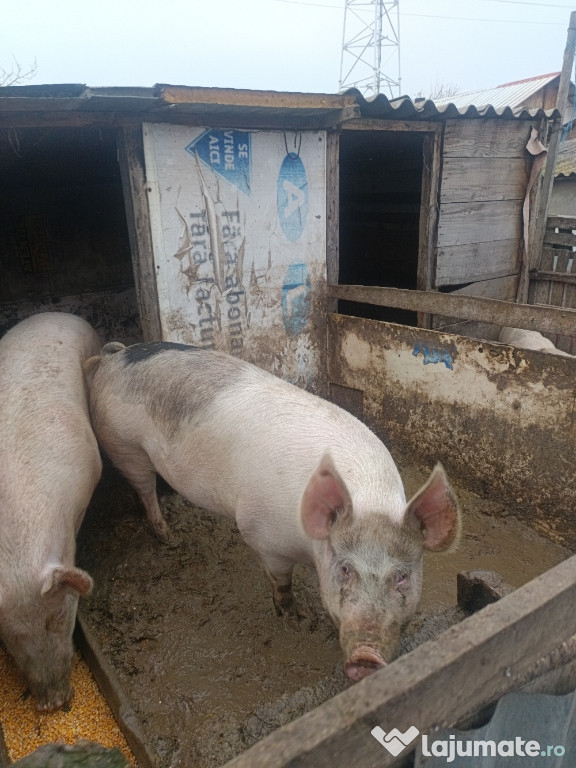 Porc de vânzare 16 lei kg