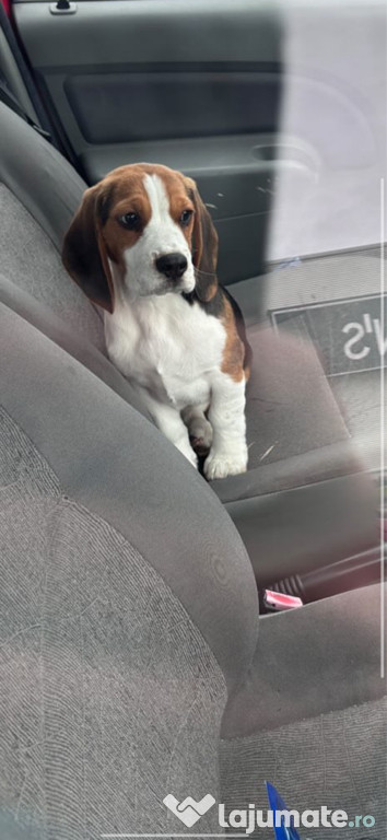 Baietel beagle jucaus si foarte iubitor