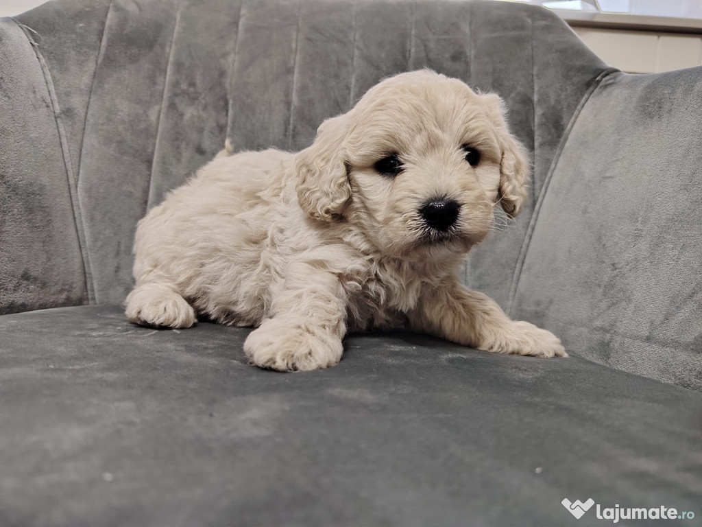 Cățeluși (bichon +maltipoo)