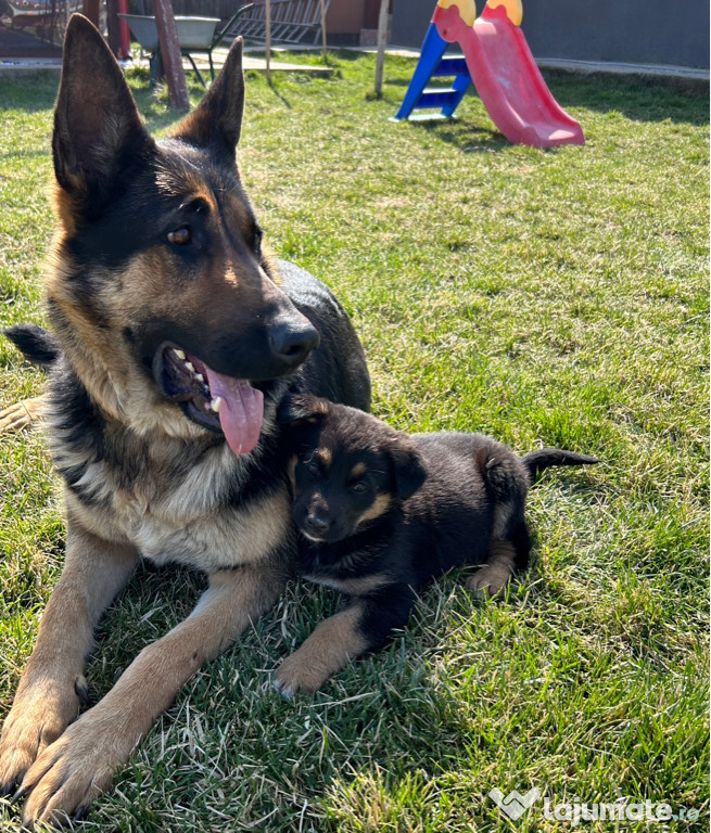 Ciobănesc german (câine lup)