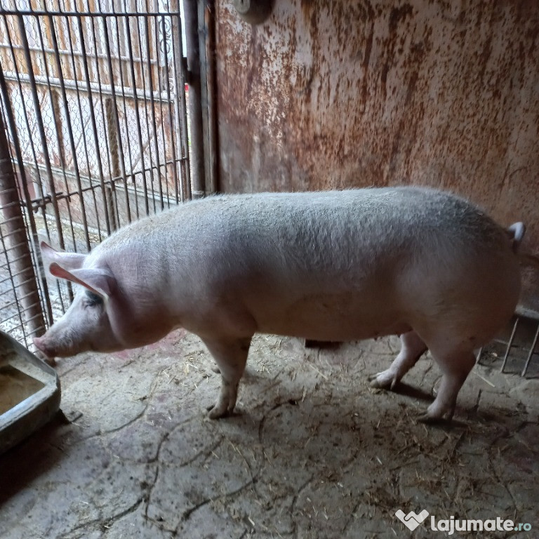 Porc de carne de vânzare