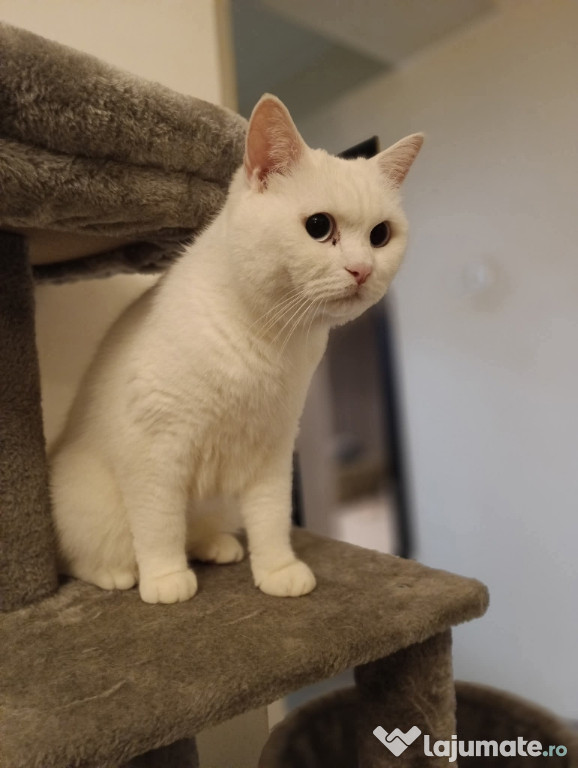 British White cu ochișori albaștri