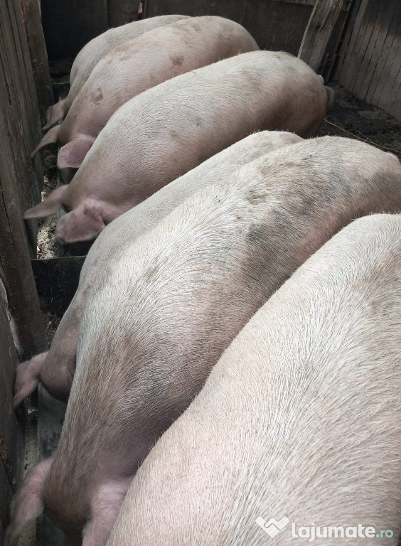 Vand porcii,ma puteti contacta 0760721097
