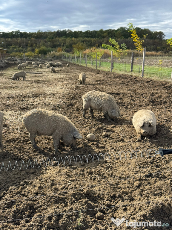 Porci Mangalita cu Origine