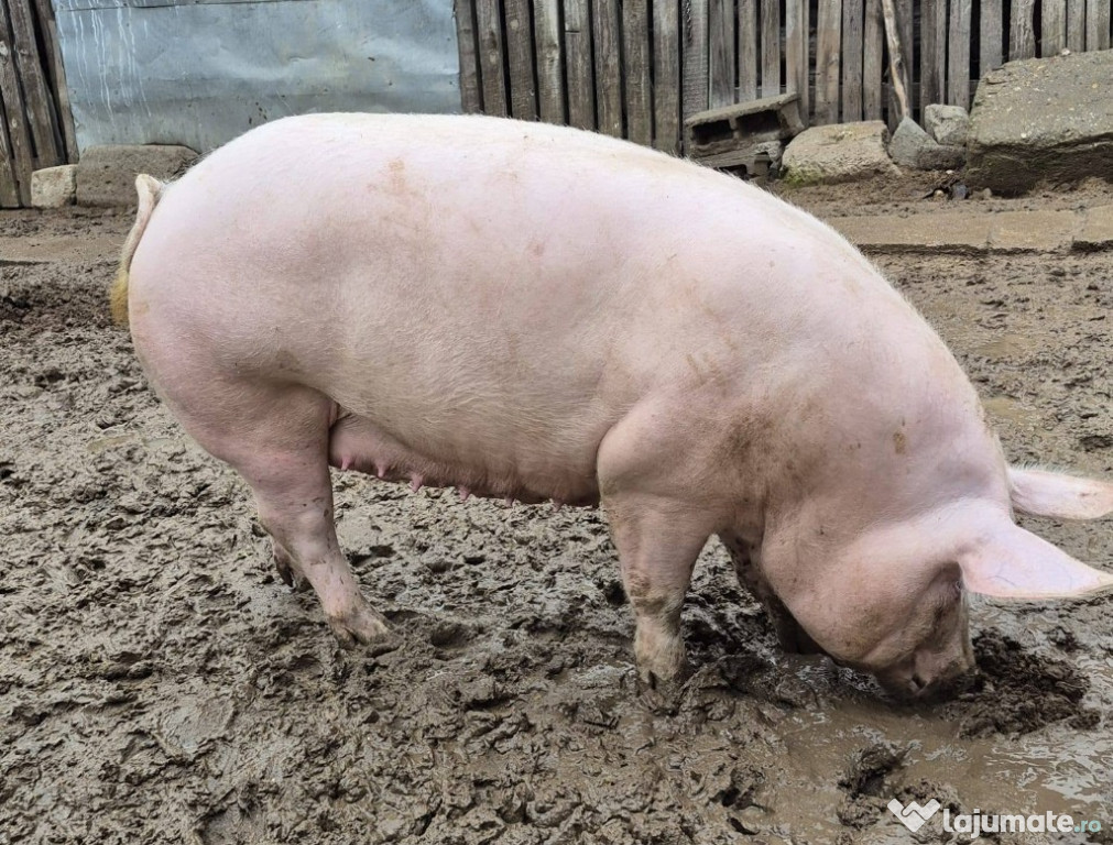 Porci de vanzare