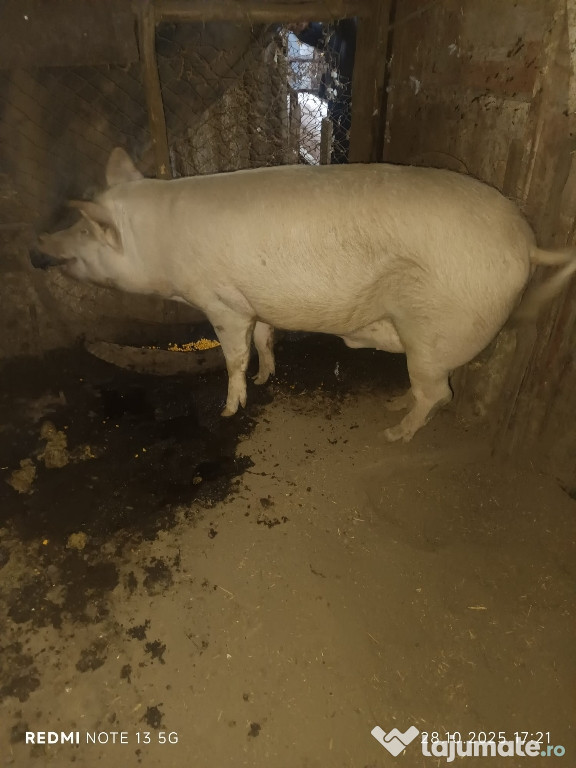 Porci de carne marele alb