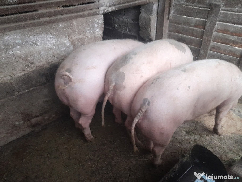 Vand , ce se vede in imagine