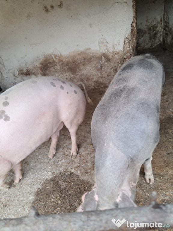 Porc gras de tăiat!!