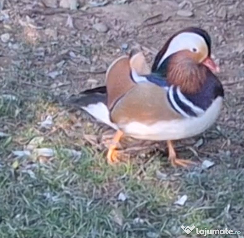 Rățoi mandarin inelat 2025