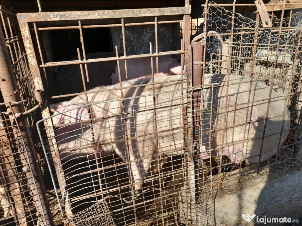 De vânzare porc de rasa