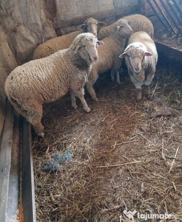 Vand berbecuți fătați 2025