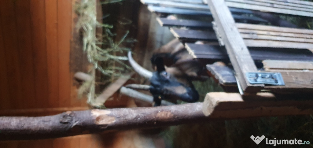 Capre alpine franceze