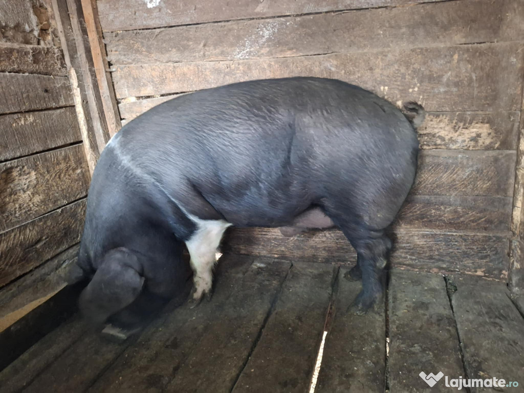 Porci de vânzare