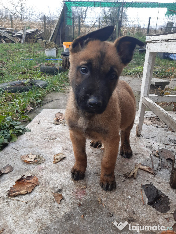 Vând pui ciobanesc malinois - 2 luni