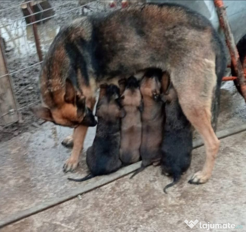 Vănd Pui Vănd Pui Ciobănesc Belgian Malinois