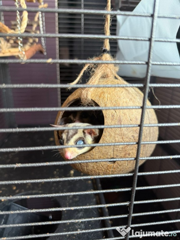 Vand veverita zburatoare (sugar glider)