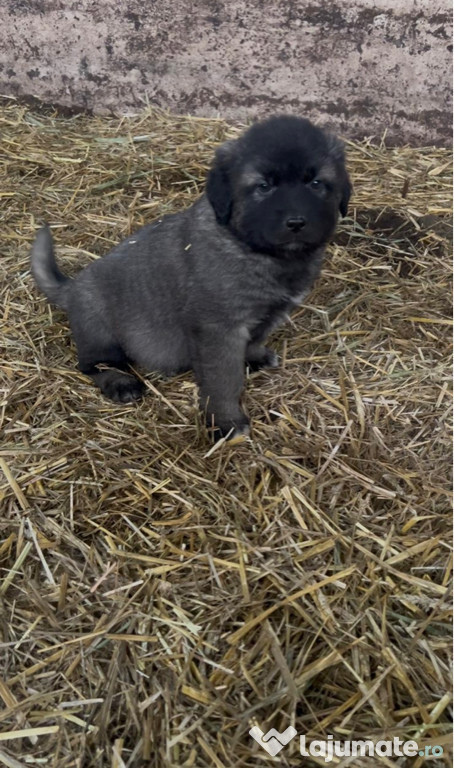 Vând pui Sarplaninac