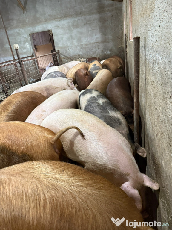 Carne de porc naturală