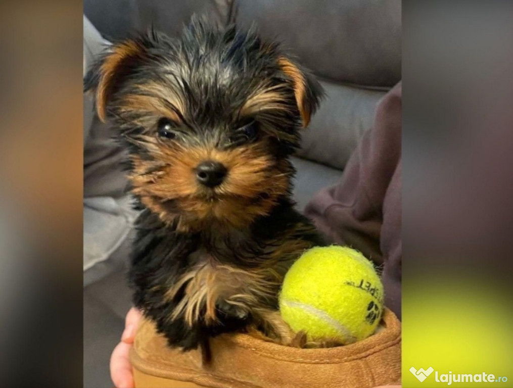 Yorkshire terrier talie mica