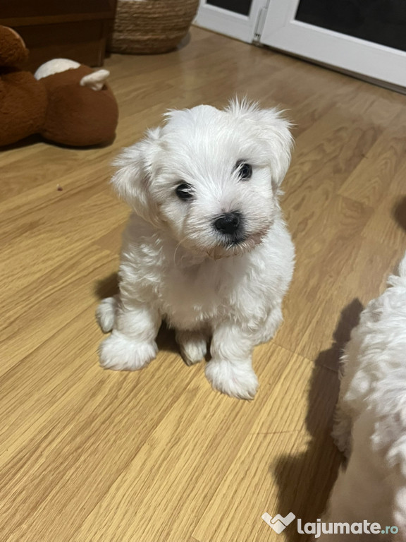 3 băieței bichon maltez