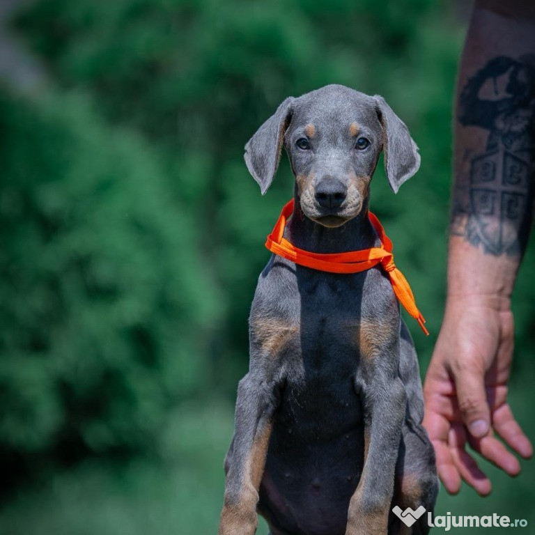 DOBERMAN Cățeluși de vanzare