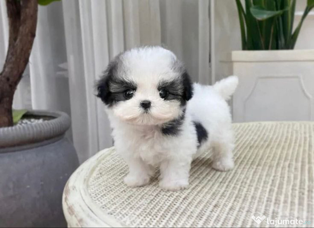 Shih Tzu Mini Toy