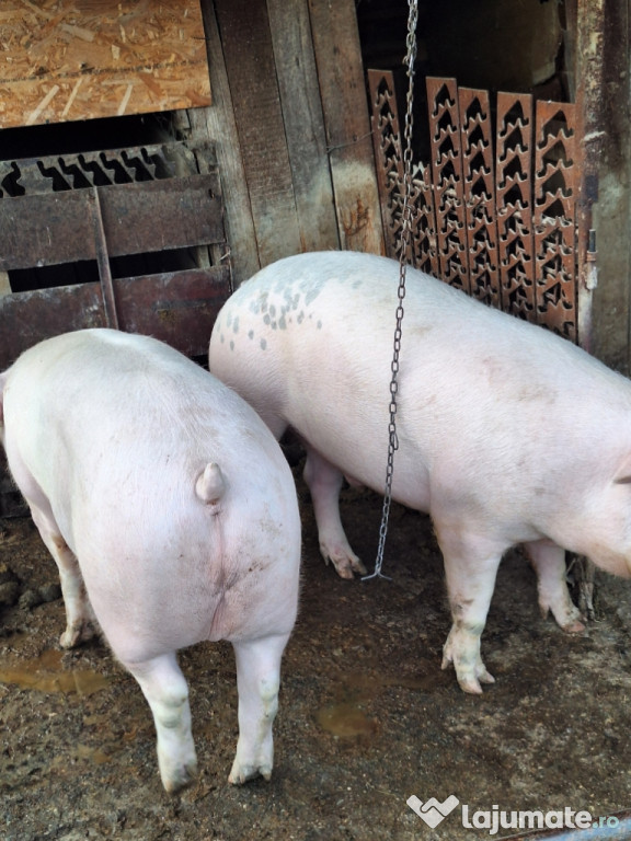 Porci de vanzare 18 lei kg