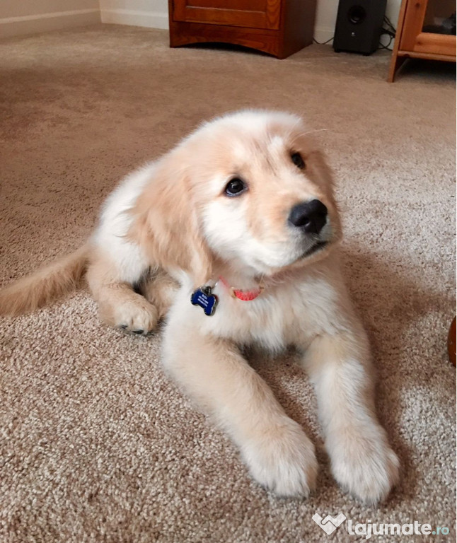 Golden retriever băieței și fetițe