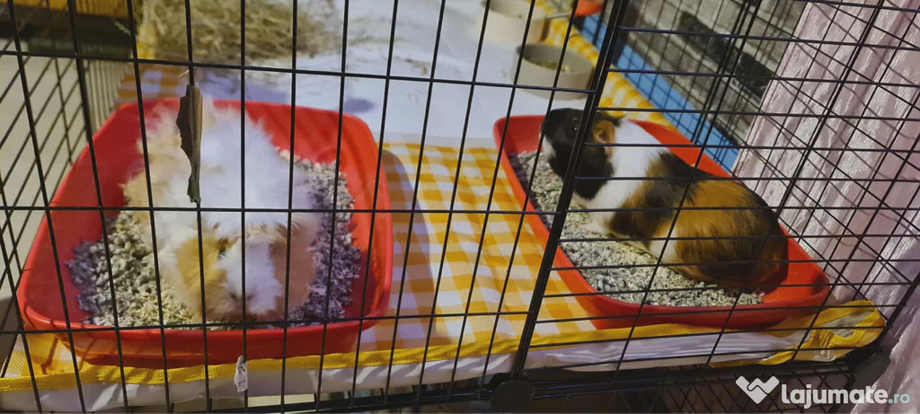 Porcușori de guineea