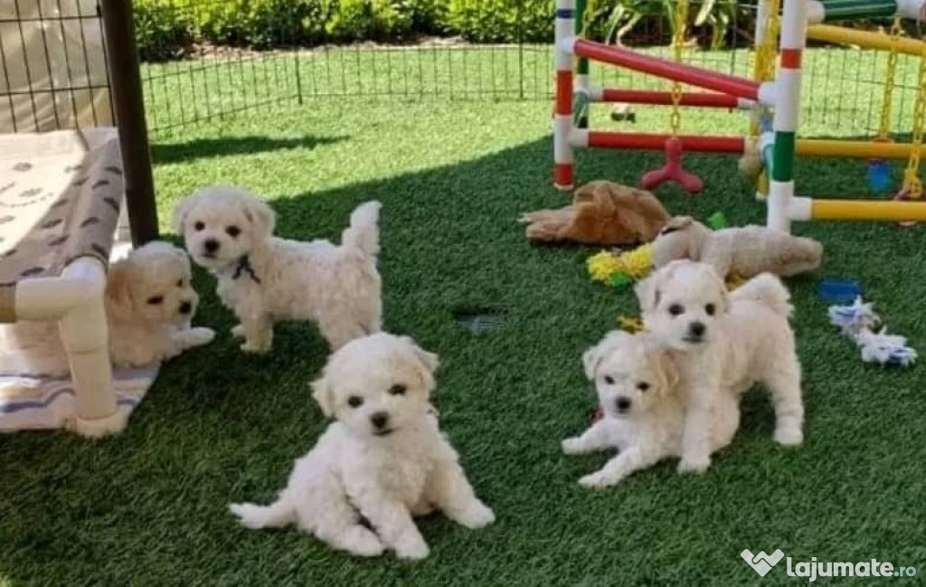 Disponibili 1 fată și 2 băieți de Bichon Frise.