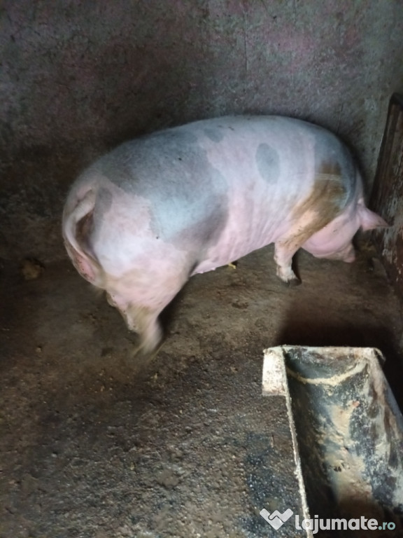 Porcu de carne din rasa pietrean belgian