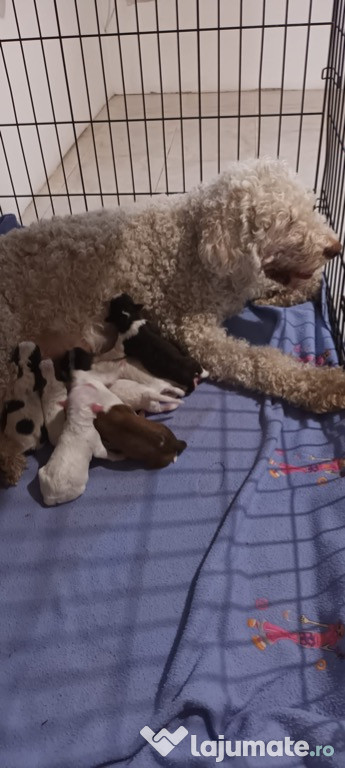 Pui Lagotto romagnolo