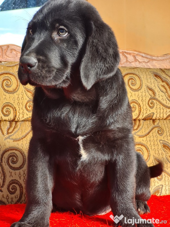 Labrador Retriever Negru schema completa de vaccinare si deparazitare