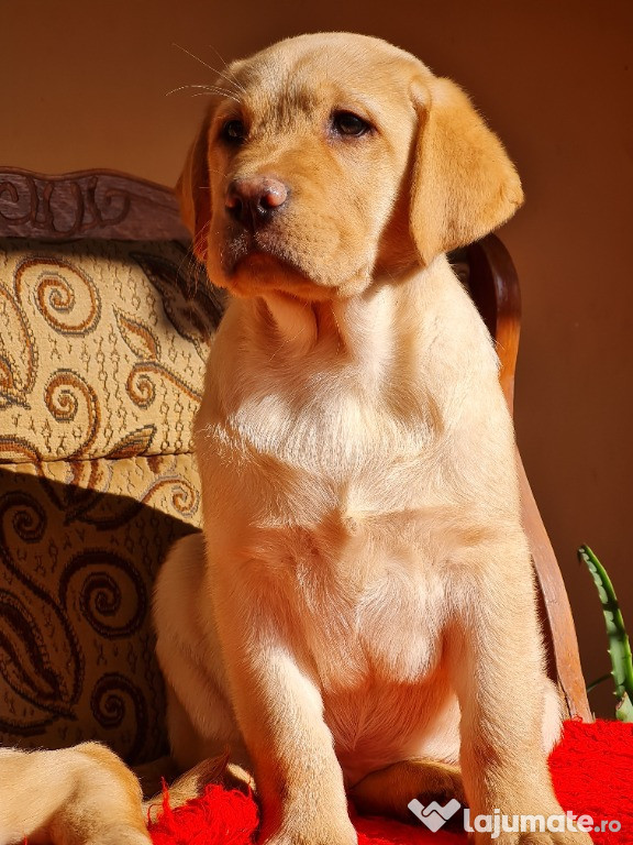 Labrador Retriever Auriu schema completa de vaccinare si deparazitare,