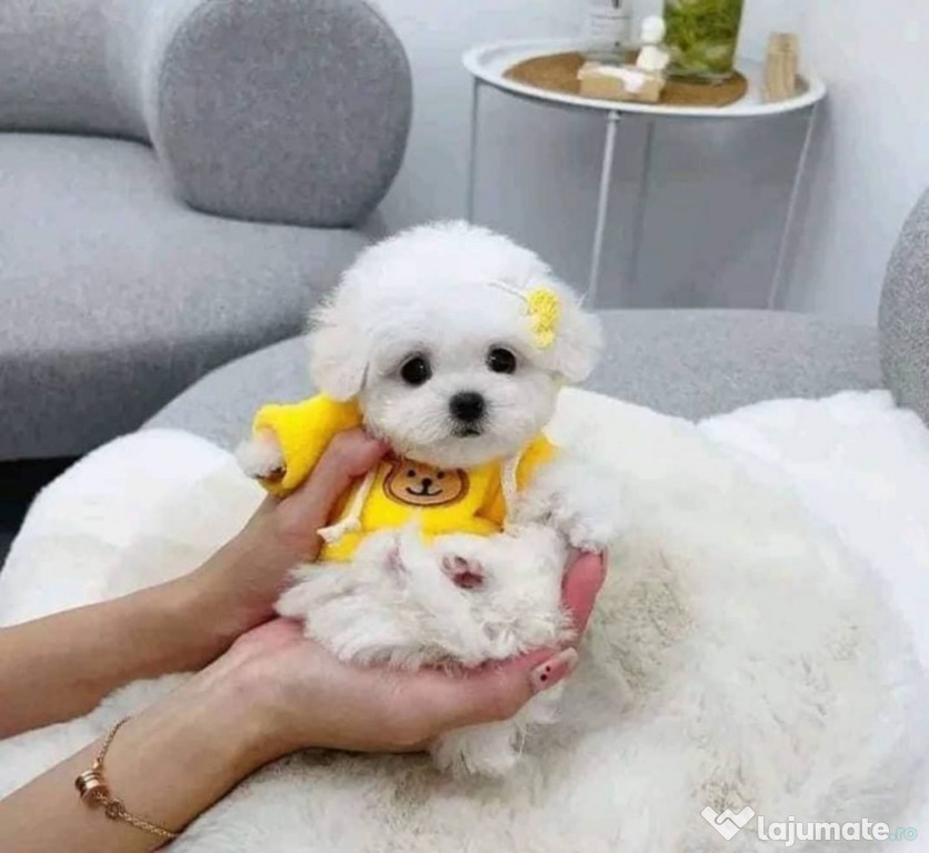 Băiat maltez înregistrat în Kentucky caută o casă permanentă.