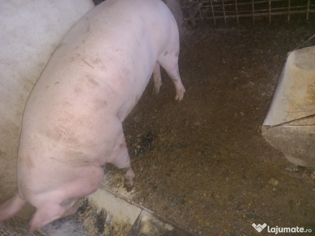 Vând porc rasa pietrean crescut în gospodărie