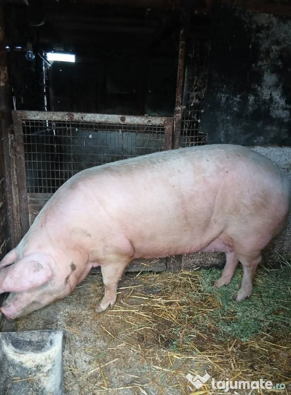 Vând purcea de 200 de kg